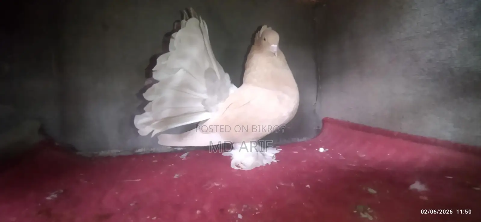 Maya Pigeons