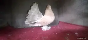 Maya Pigeons