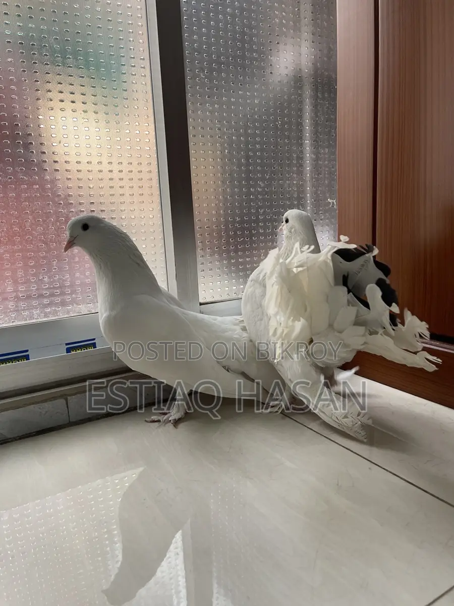 1 Pair New Adult Lakha Pigeon