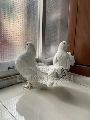 1 Pair New Adult Lakha Pigeon