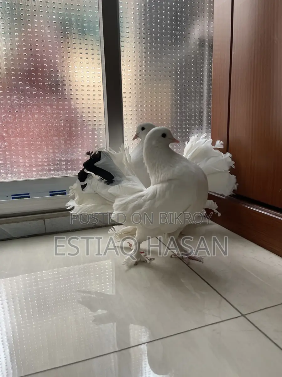 1 Pair New Adult Lakha Pigeon