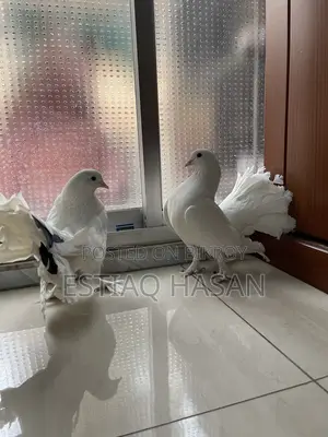 1 Pair New Adult Lakha Pigeon