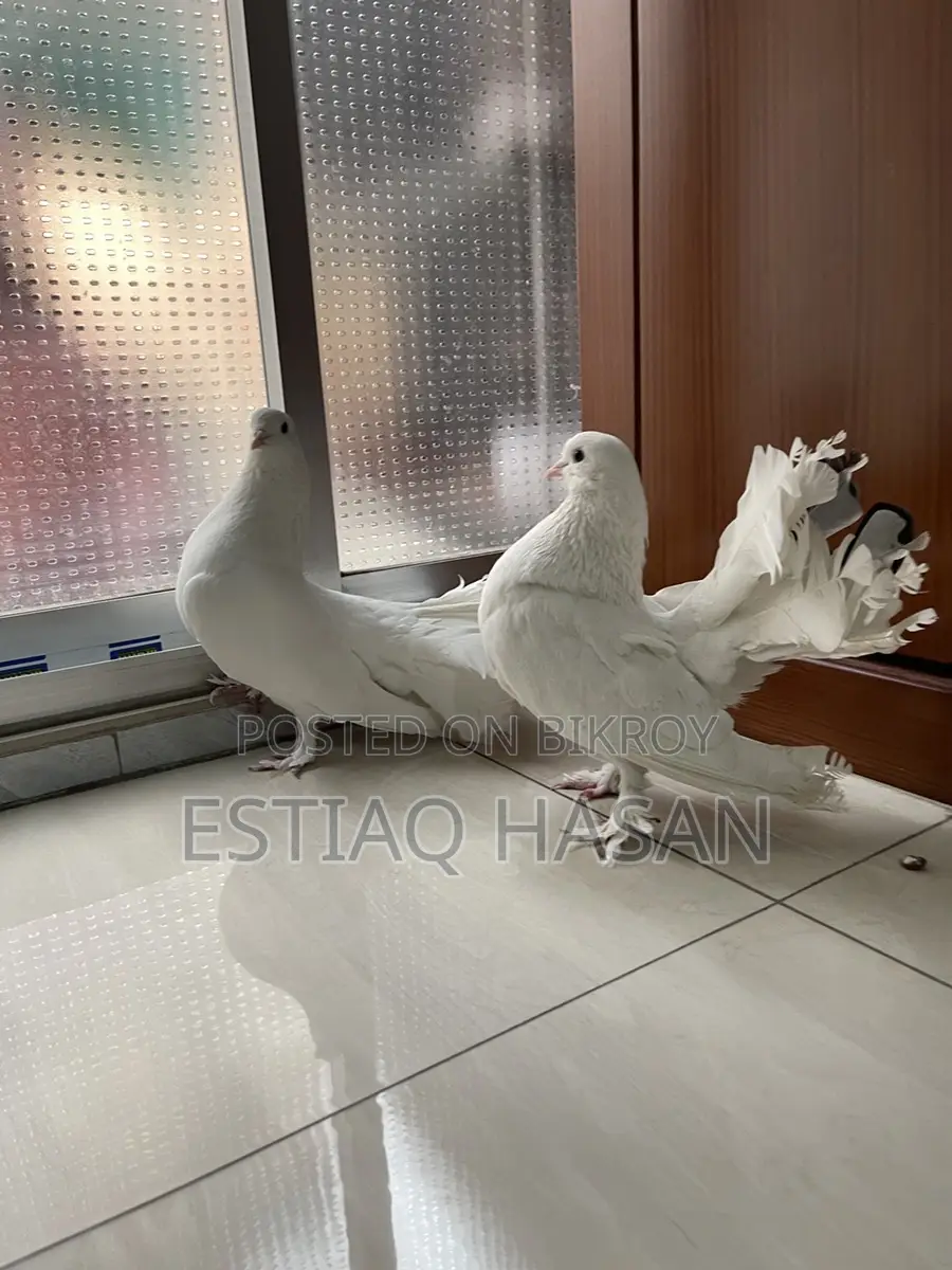 1 Pair New Adult Lakha Pigeon