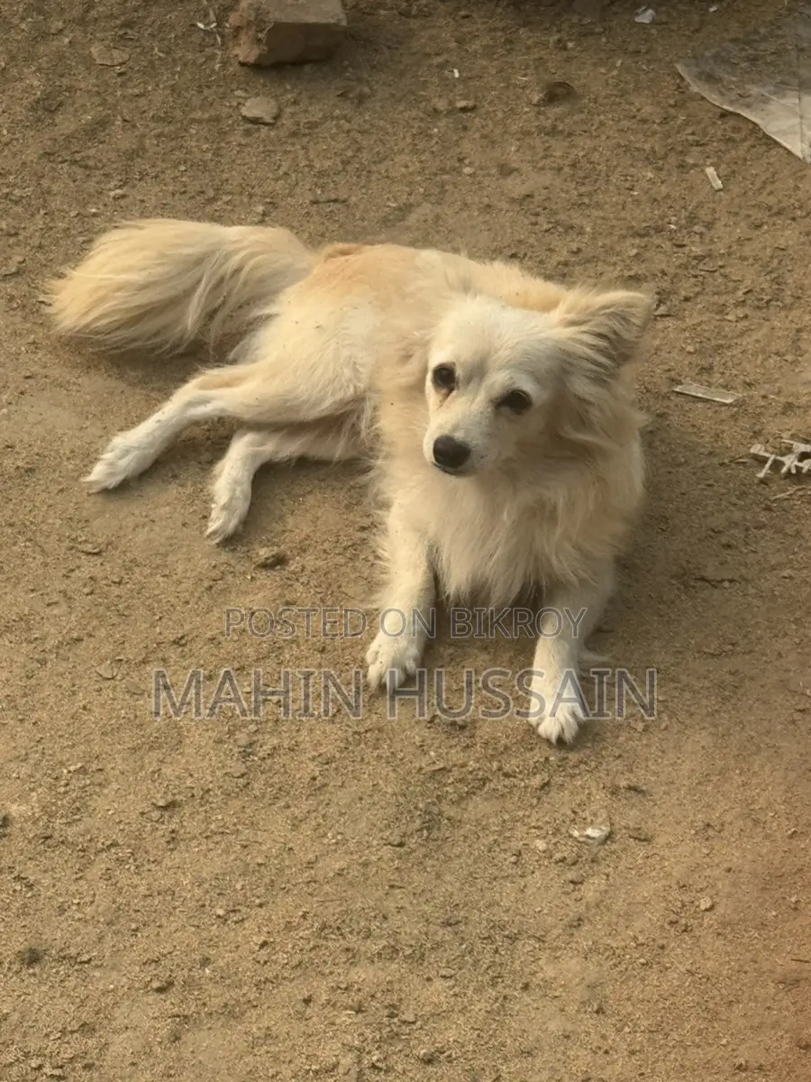 German Spitz