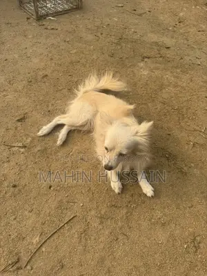 German Spitz