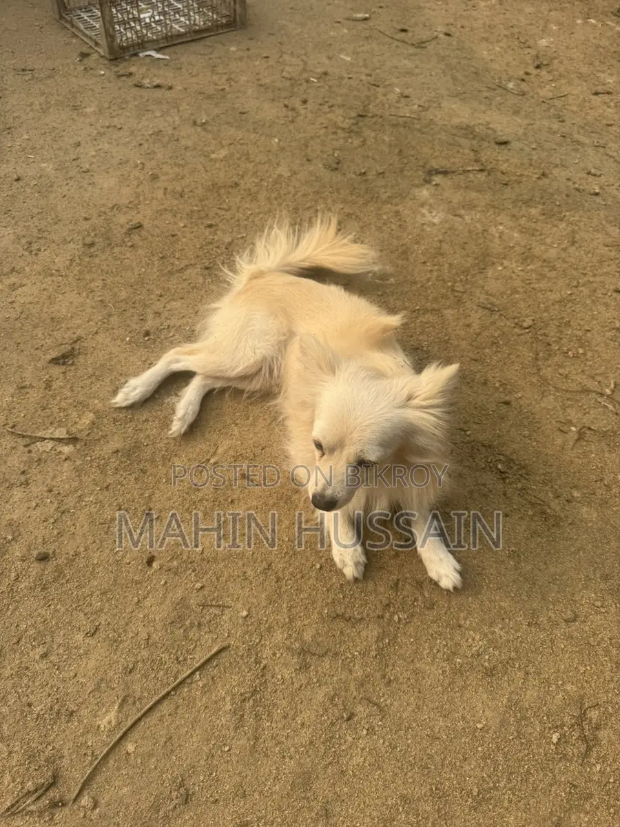 German Spitz