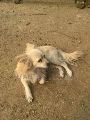 German Spitz