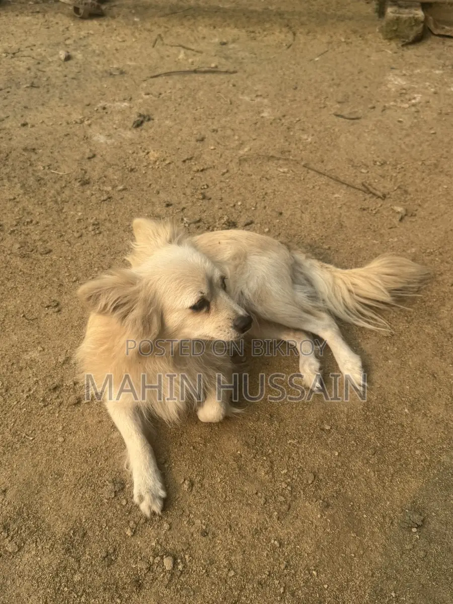 German Spitz