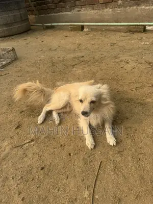 German Spitz