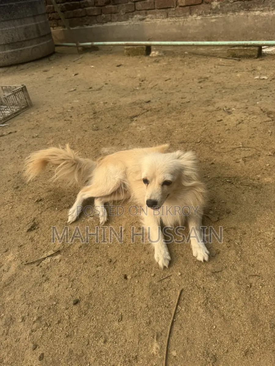 German Spitz