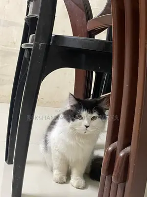 Persian Cat