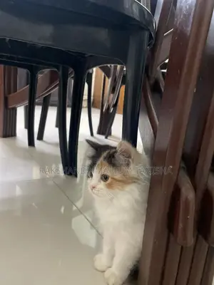Persian Cat