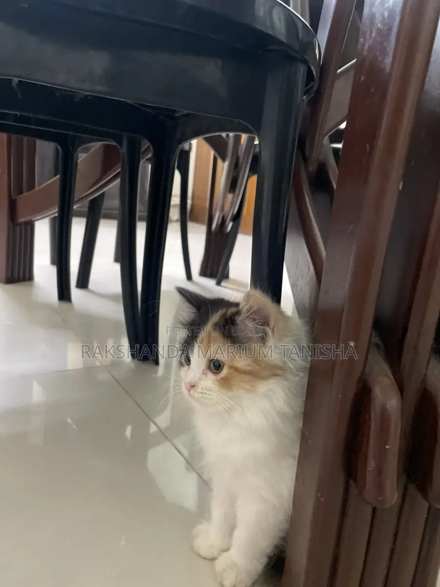 Persian Cat