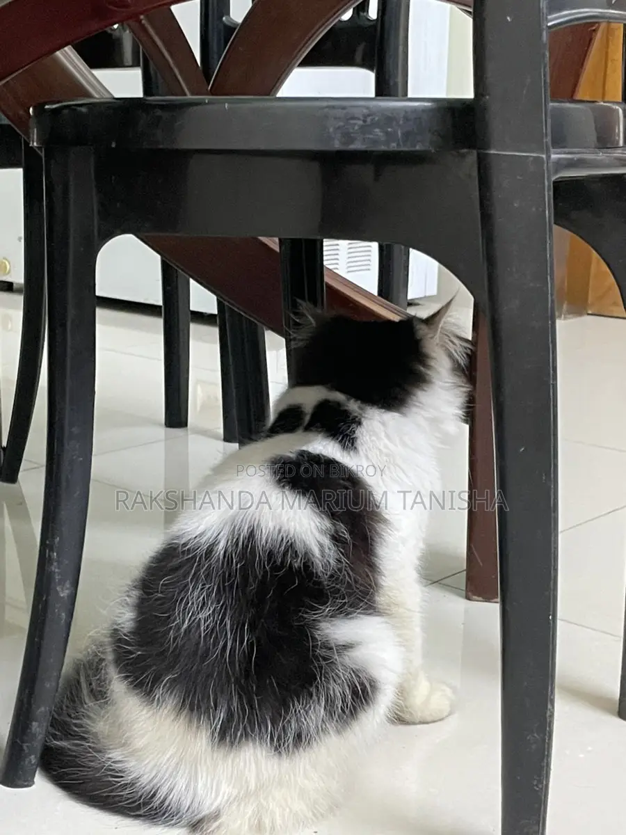 Persian Cat