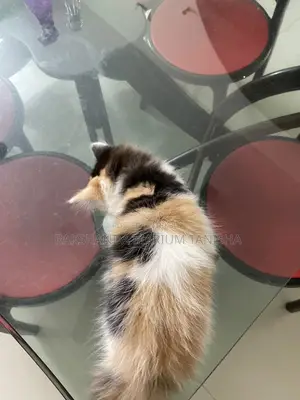 Persian Cat