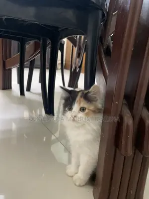 Persian Cat