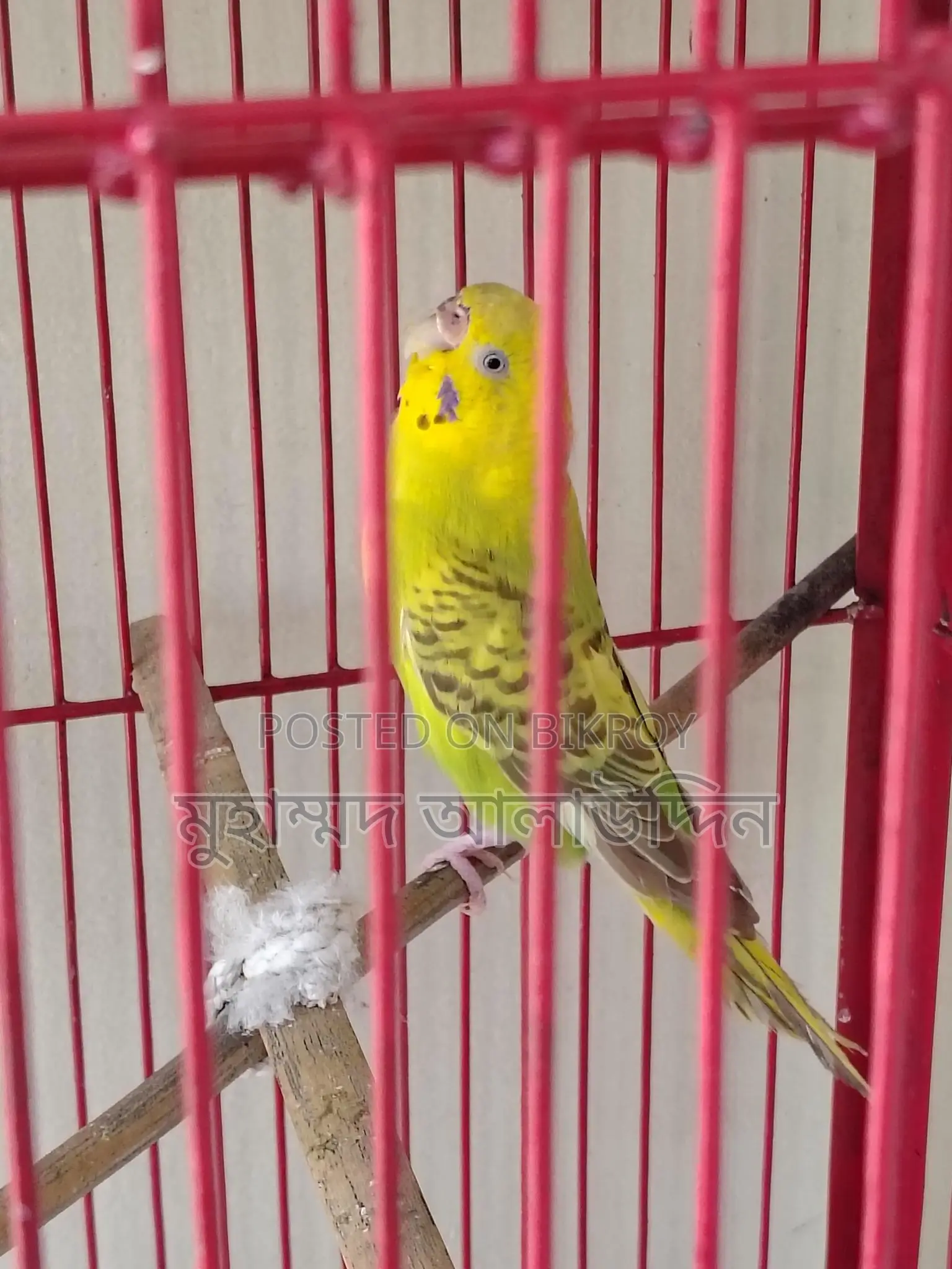 ৫টি বাজরিগার এবং চাইনিজ খাঁচা