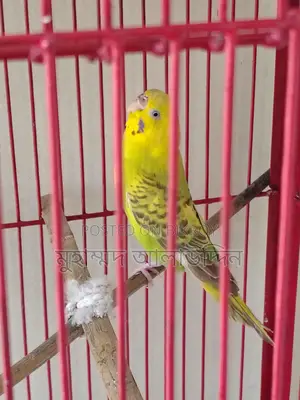 ৫টি বাজরিগার এবং চাইনিজ খাঁচা