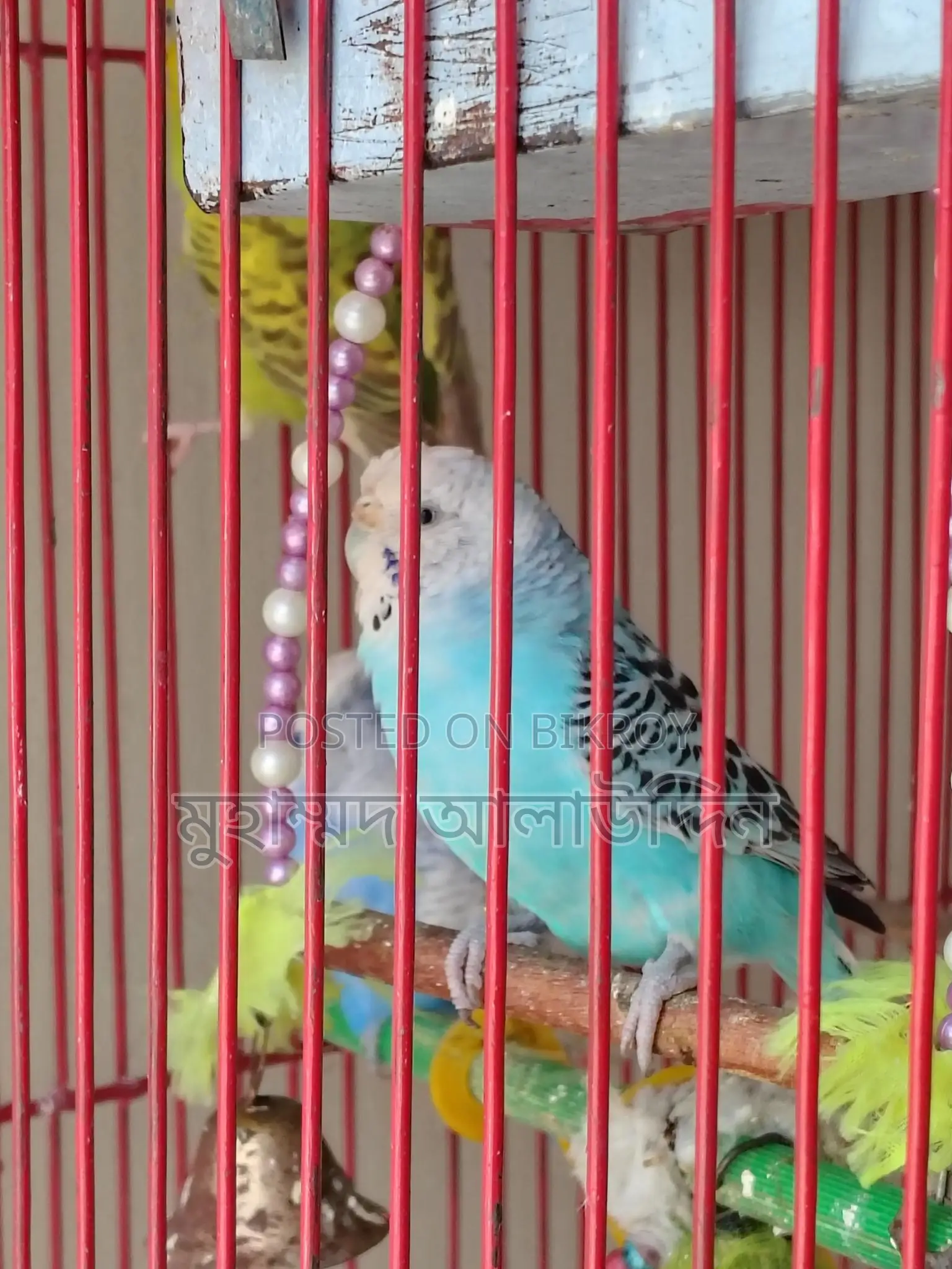 ৫টি বাজরিগার এবং চাইনিজ খাঁচা