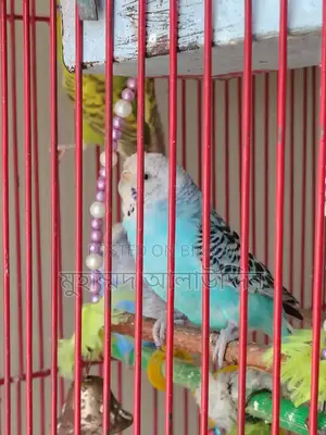 ৫টি বাজরিগার এবং চাইনিজ খাঁচা