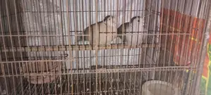 অস্ট্রেলিয়ান ঘুঘু পাখি
