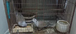 অস্ট্রেলিয়ান ঘুঘু পাখি