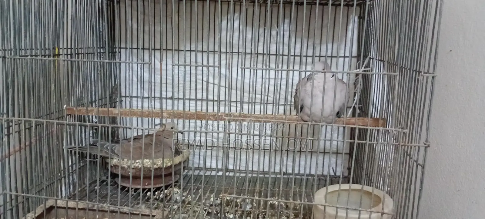 অস্ট্রেলিয়ান ঘুঘু পাখি