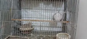 অস্ট্রেলিয়ান ঘুঘু পাখি