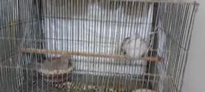 অস্ট্রেলিয়ান ঘুঘু পাখি
