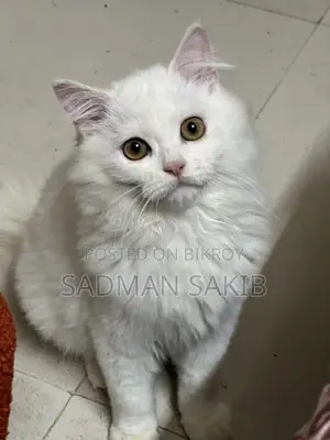Persian Male 4.5 Month