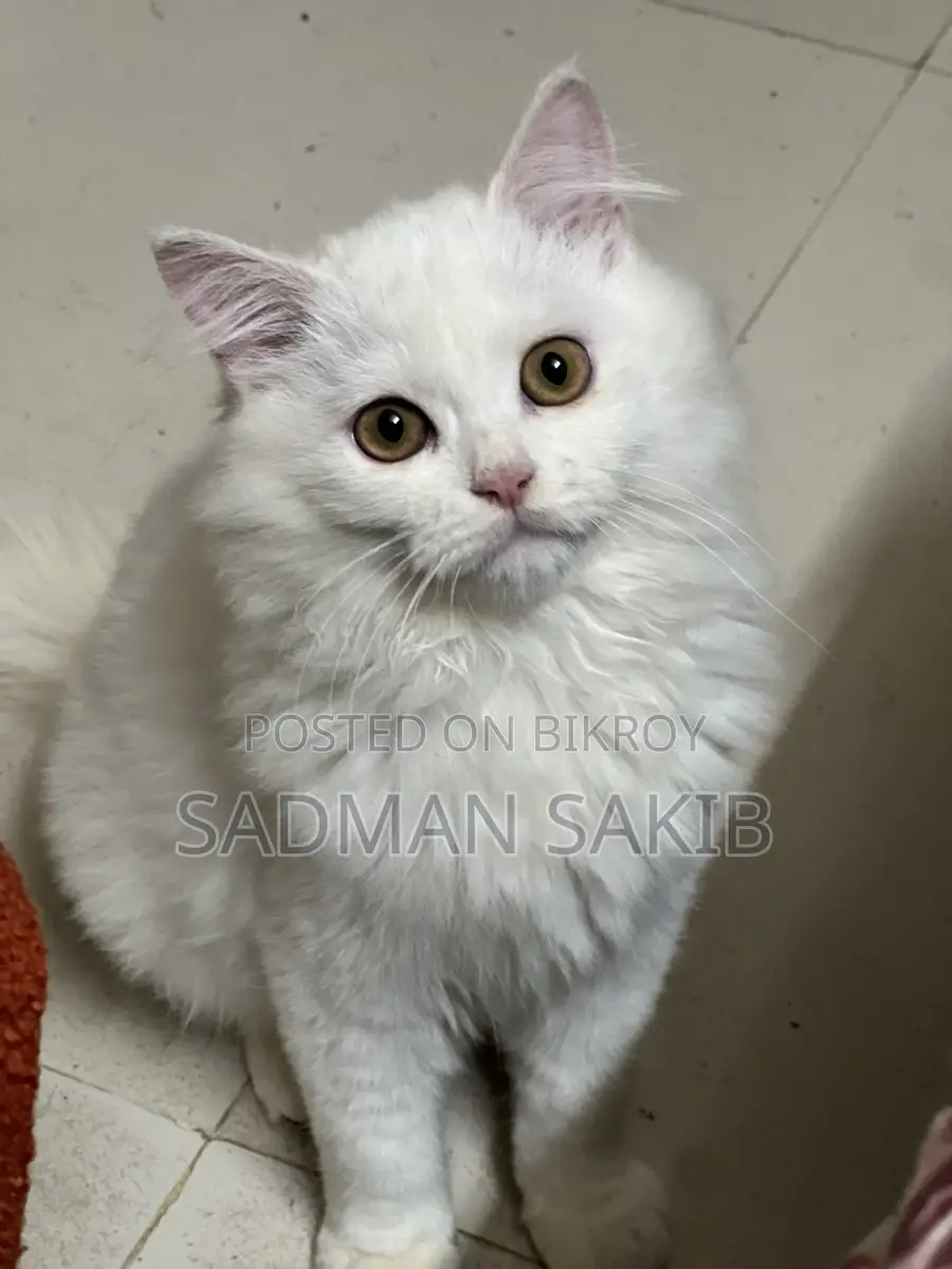 Persian Male 4.5 Month