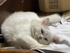 Persian Male 4.5 Month