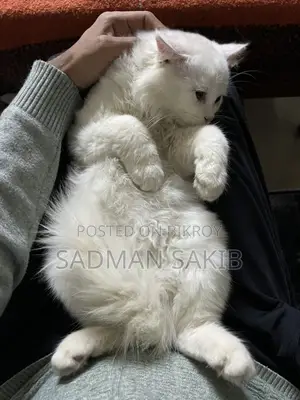 Persian Male 4.5 Month