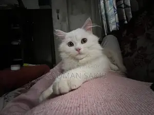 Persian Male 4.5 Month