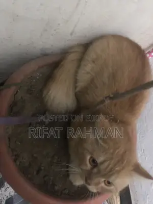 Persian Male Cat