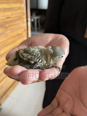 Baby Bird