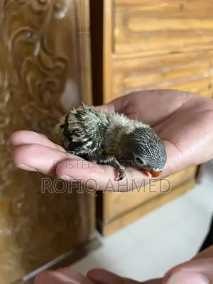 Baby Bird