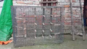 Cage for Sale