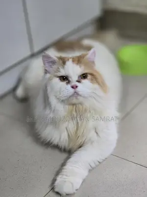 New Adult Pure Persian Male Cat