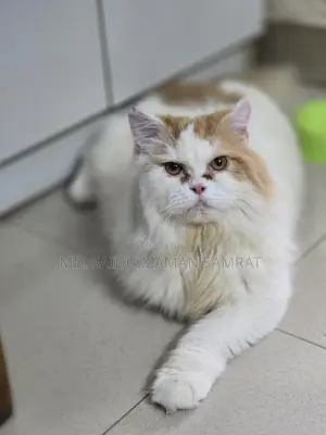 New Adult Pure Persian Male Cat