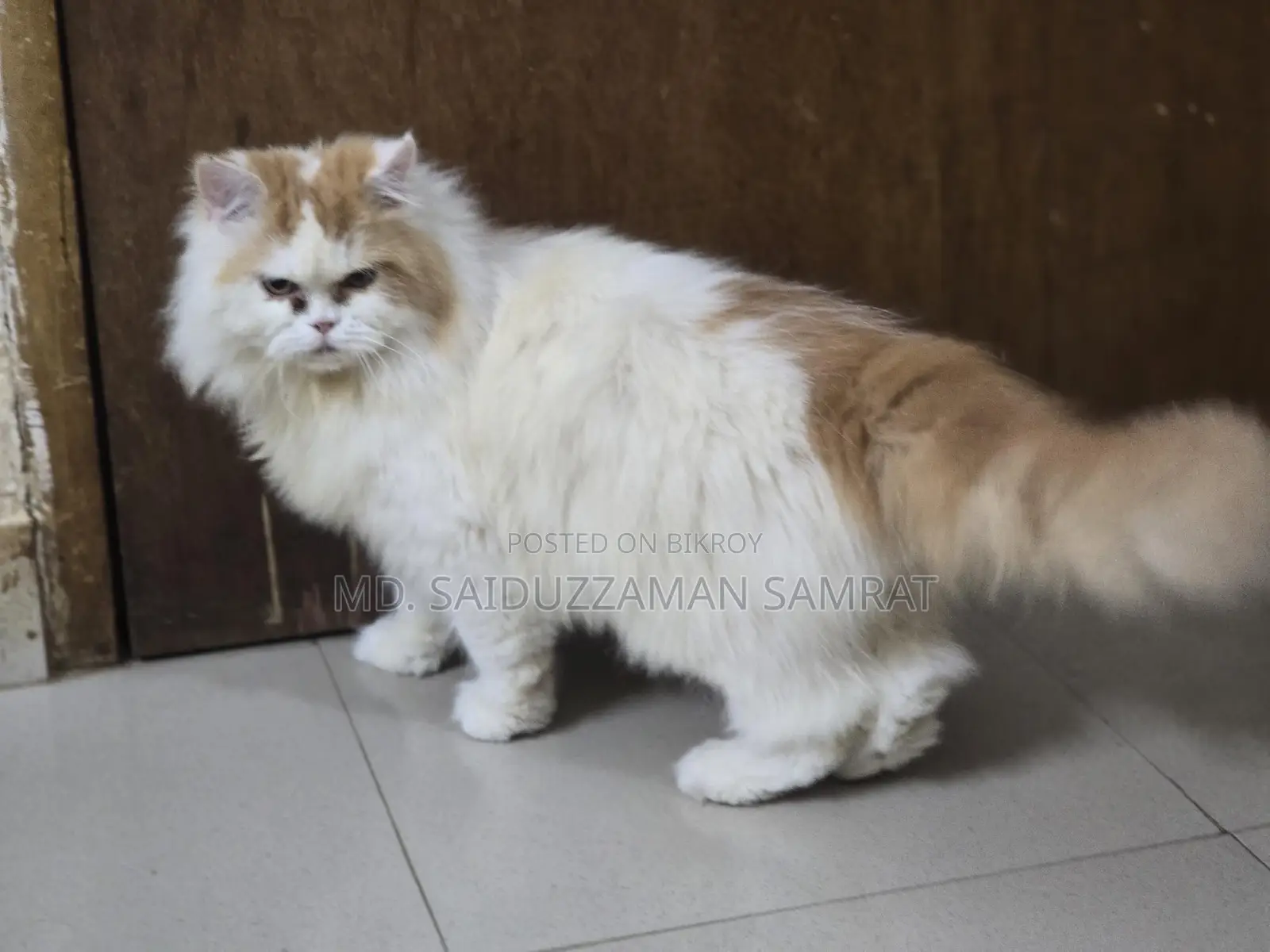 New Adult Pure Persian Male Cat