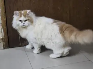 New Adult Pure Persian Male Cat