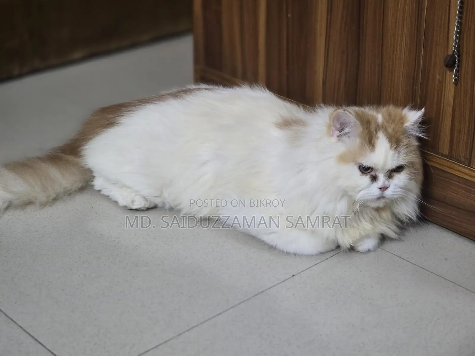 New Adult Pure Persian Male Cat