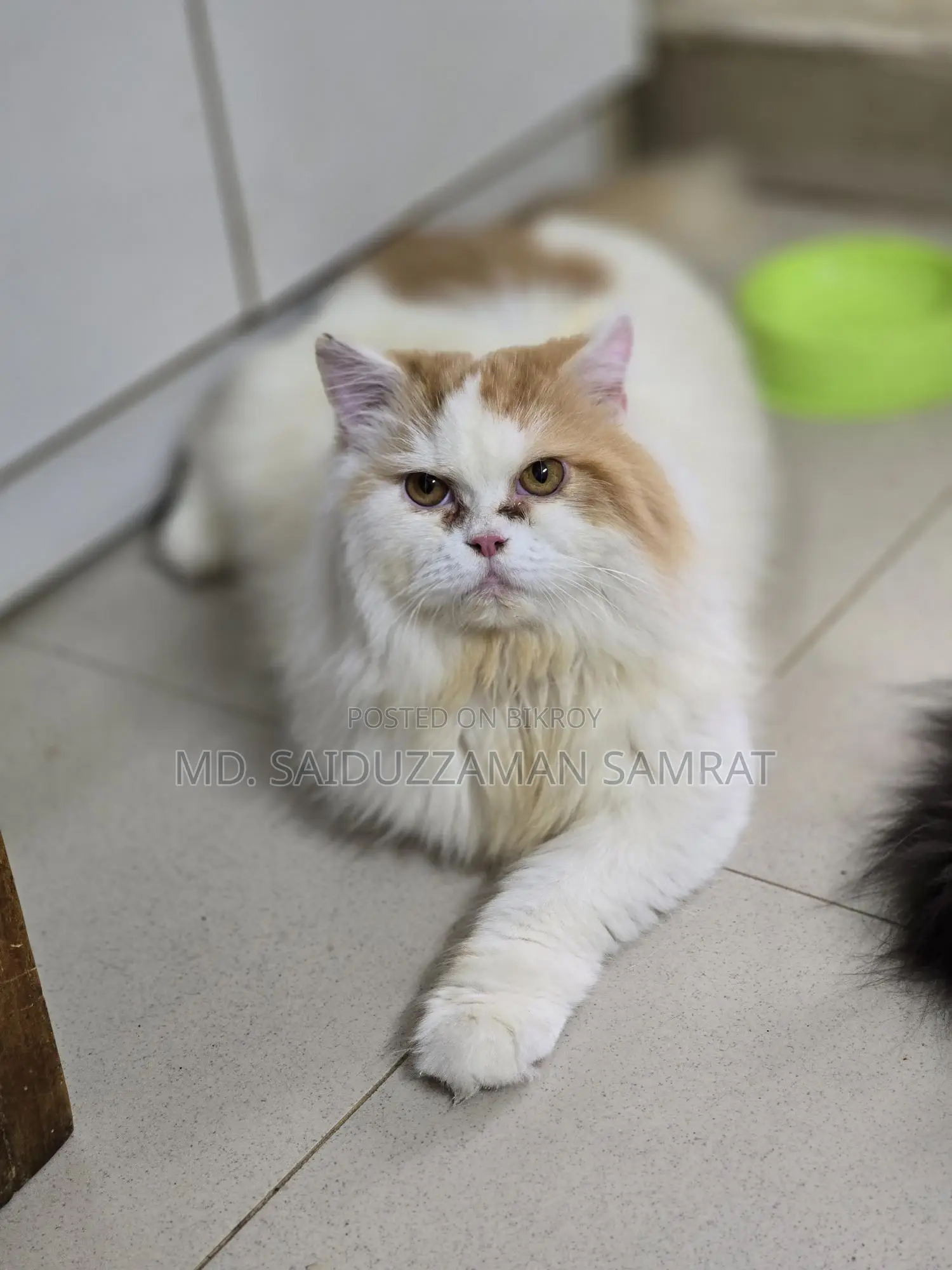 New Adult Pure Persian Male Cat