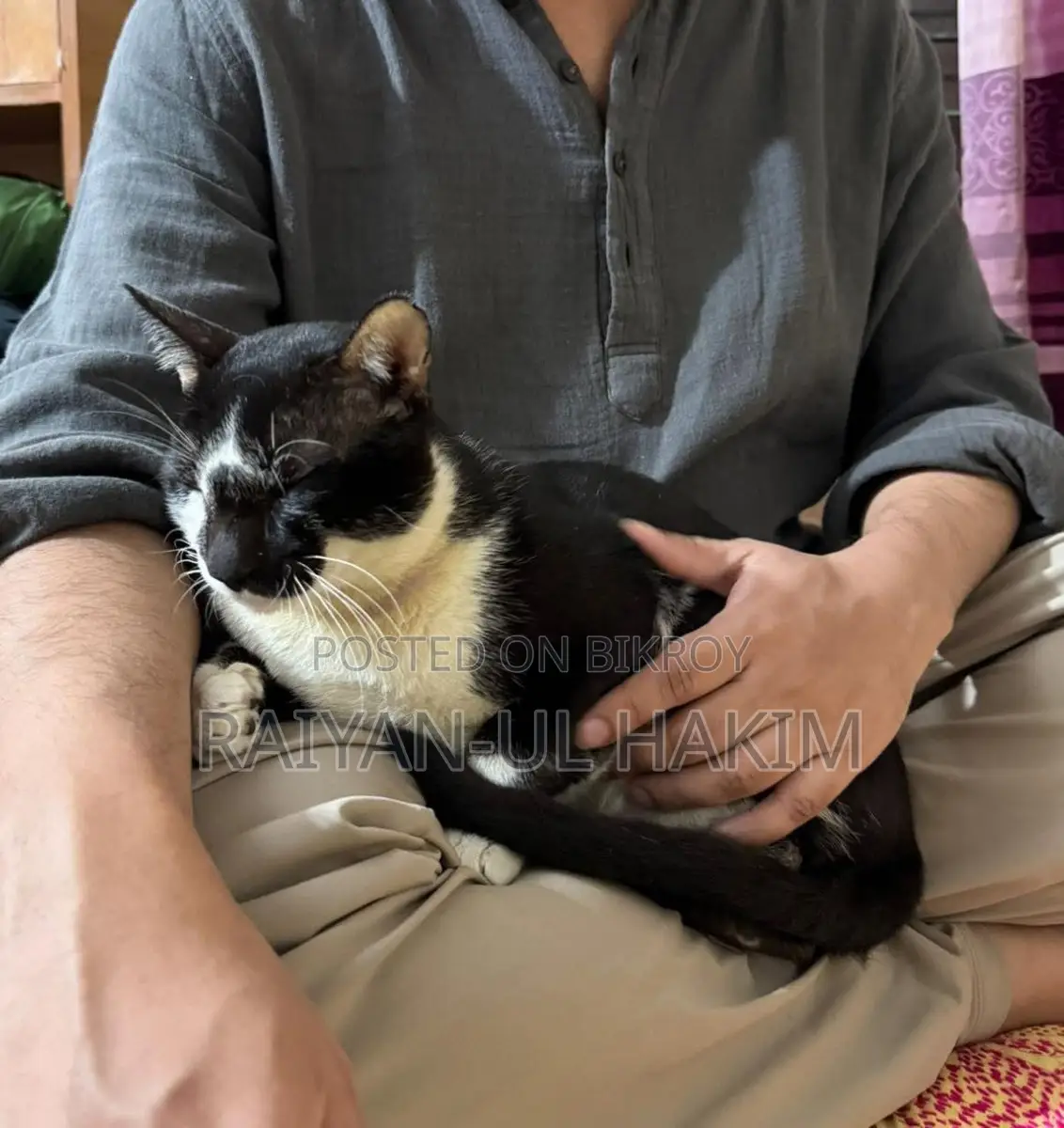 Cat For Adoption!