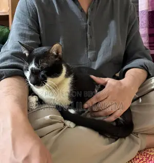 Cat For Adoption!