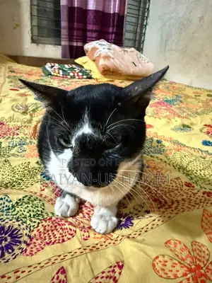 Cat For Adoption!