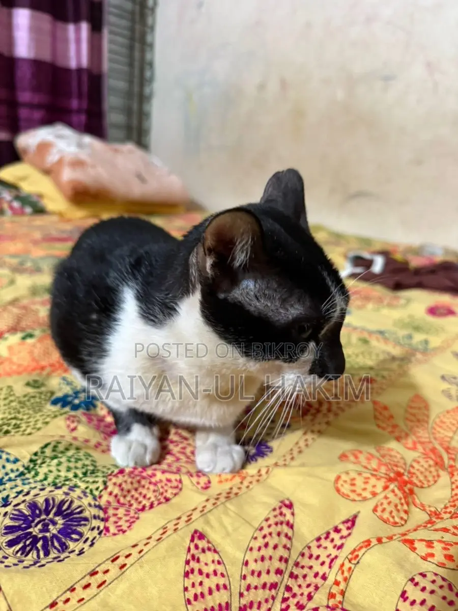 Cat For Adoption!