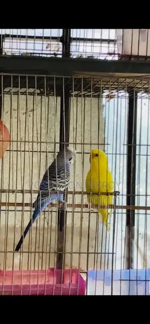 Budgerigar Birds