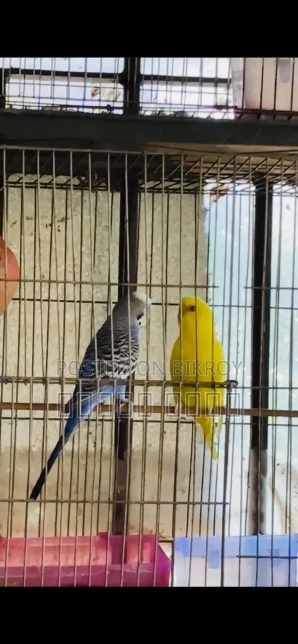 Budgerigar Birds